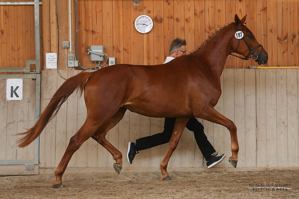 Trakehner Prmienanwrterin Heart & Soul W von Touch my Heart - Foto: Jutta Bauernschmitt