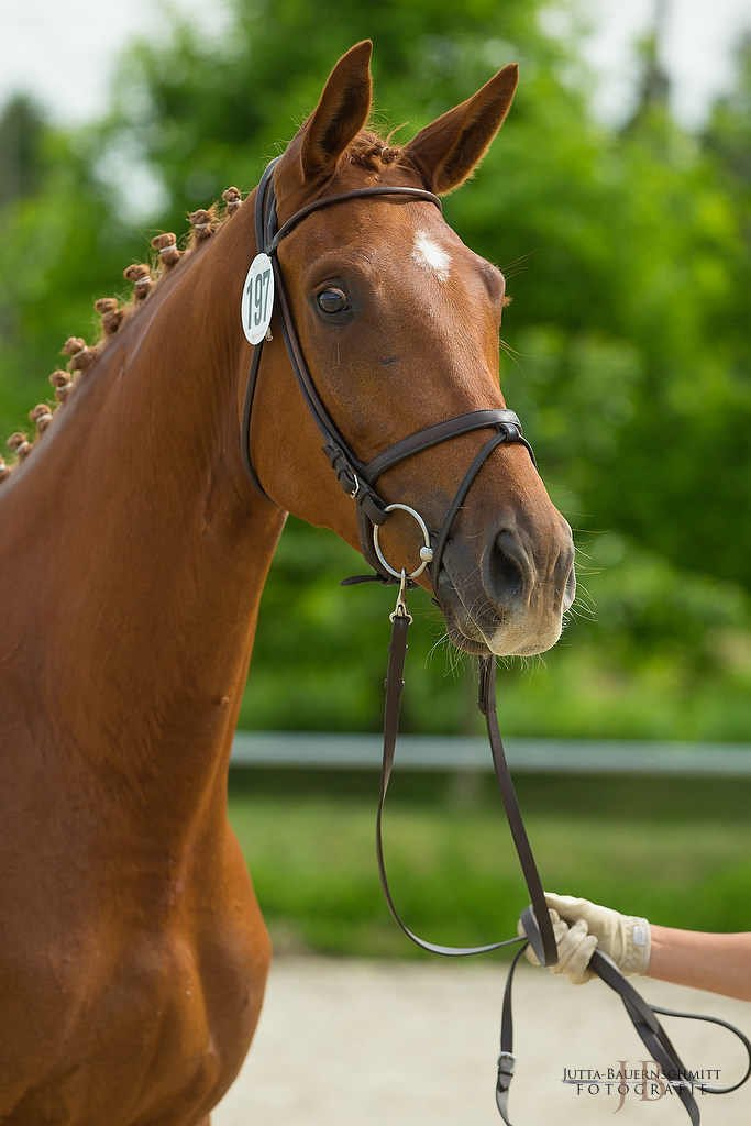 Trakehner Prmienanwrterin Heart & Soul W von Touch my Heart - Foto: Jutta Bauernschmitt