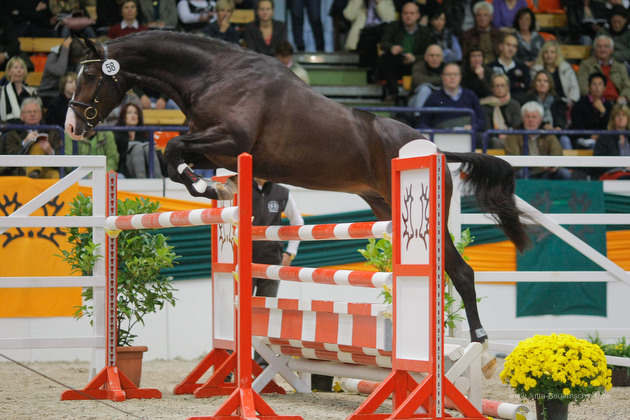 Trakehner Hengst Grand Corazn von Symont u.d. Pr.u.StPrSt. Guendalina v. Red Patrick xx - Trakehner Gestt Hmelschenburg - fotografiert von Jutta Bauernschmidt