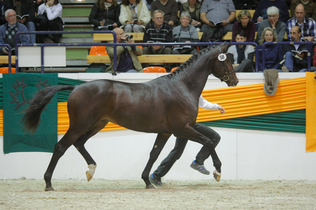 Trakehner Hengst Grand Corazn von Symont u.d. Pr.u.StPrSt. Guendalina v. Red Patrick xx - Trakehner Gestt Hmelschenburg - fotografiert von Jutta Bauernschmidt