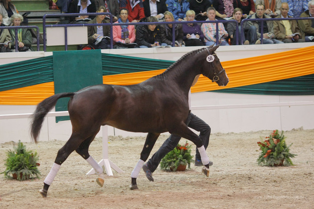 Trakehner Hengst Grand Corazn von Symont u.d. Pr.u.StPrSt. Guendalina v. Red Patrick xx - Trakehner Gestt Hmelschenburg - fotografiert von Jutta Bauernschmidt