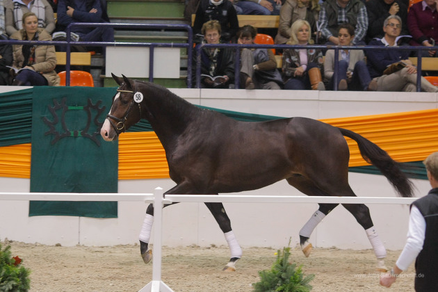 Trakehner Hengst Grand Corazn von Symont u.d. Pr.u.StPrSt. Guendalina v. Red Patrick xx - Trakehner Gestt Hmelschenburg - fotografiert von Jutta Bauernschmidt