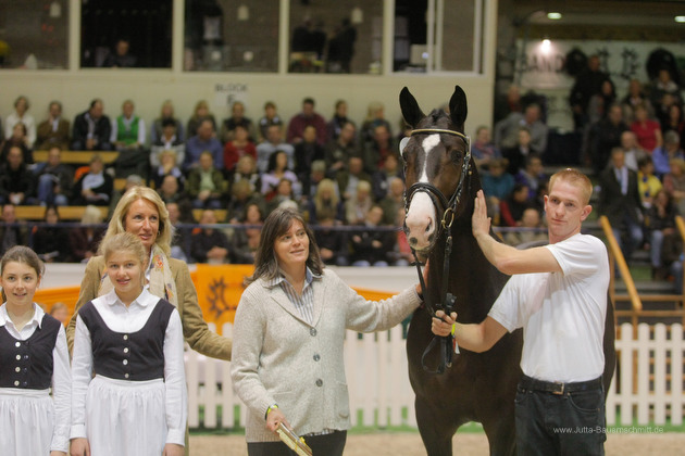 Trakehner Hengst Grand Corazn von Symont u.d. Pr.u.StPrSt. Guendalina v. Red Patrick xx - Trakehner Gestt Hmelschenburg - fotografiert von Jutta Bauernschmidt