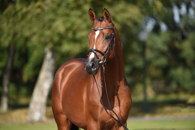 Trakehner Hengst von Saint Cyr u.d. Hanna v. Summertime  - Foto: Janne Bugtrup, Trakehner Gestt Hmelschenburg
