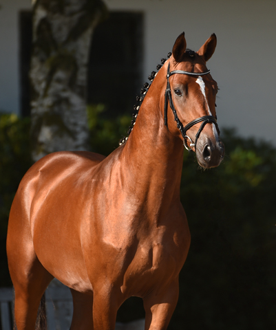 Trakehner Hengst HIGH MOTION von Saint Cyr u.d. Hanna v. Summertime  - Foto: Janne Bugtrup, Trakehner Gestt Hmelschenburg