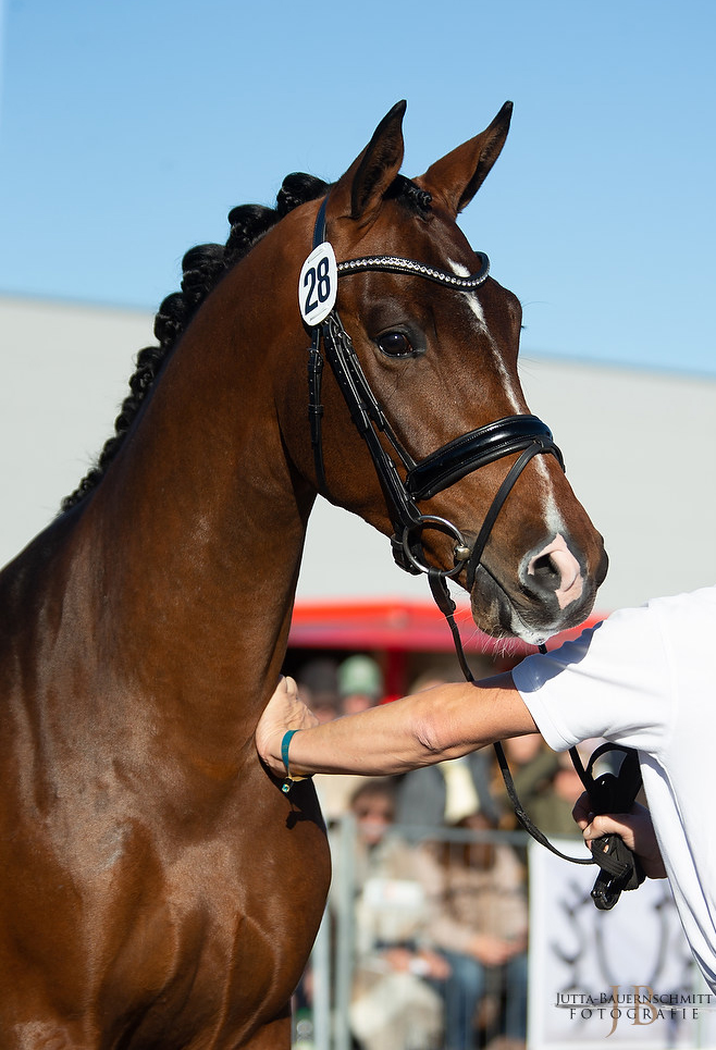 Trakehner Hengst High Quality von Saint Cyr u.d. Hanna von Summertime  - Foto: Jutta Bauernschmitt, 
Station: Gestt Hmelschenburg