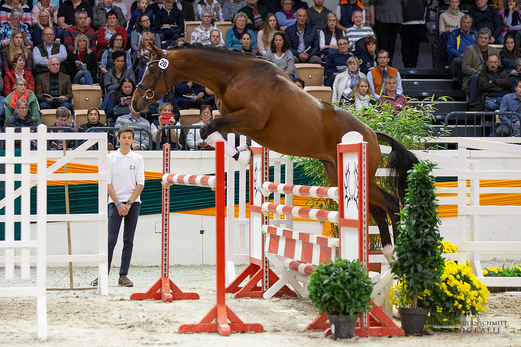 Trakehner Hengst High Quality von Saint Cyr u.d. Hanna von Summertime  - Foto: Jutta Bauernschmitt, 
Station: Gestt Hmelschenburg