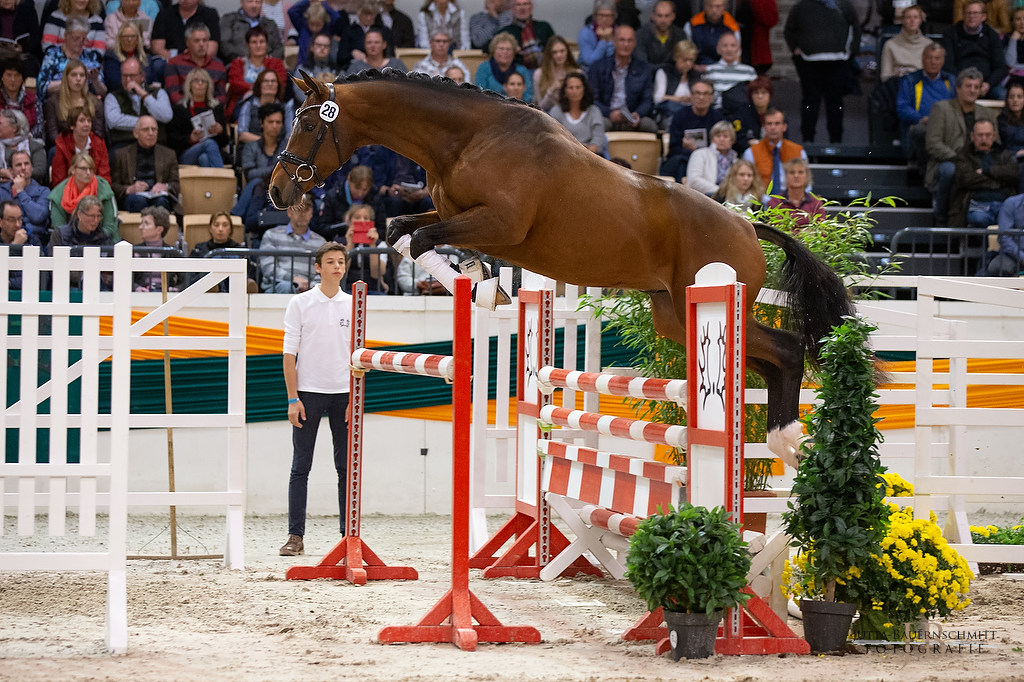 Trakehner Hengst High Quality von Saint Cyr u.d. Hanna von Summertime  - Foto: Jutta Bauernschmitt, 
Station: Gestt Hmelschenburg