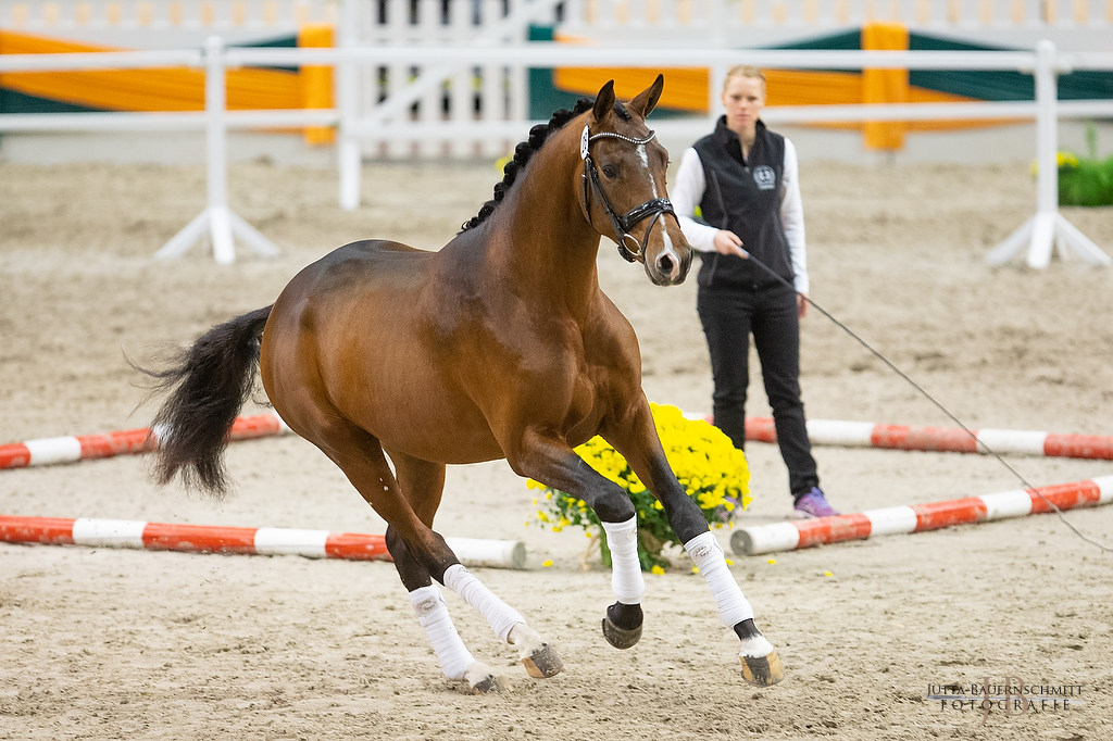 Trakehner Hengst High Quality von Saint Cyr u.d. Hanna von Summertime  - Foto: Jutta Bauernschmitt, 
Station: Gestt Hmelschenburg