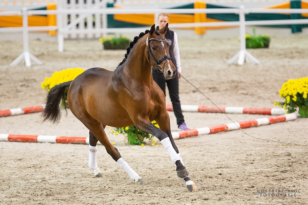 Trakehner Hengst High Quality von Saint Cyr x Summertime, Foto: Jutta Bauernschmitt - Gestt Hmelschenburg