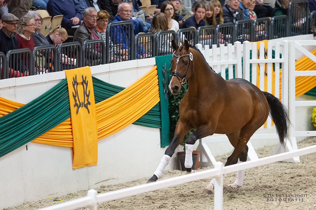 Trakehner Hengst High Quality von Saint Cyr u.d. Hanna von Summertime  - Foto: Jutta Bauernschmitt, 
Station: Gestt Hmelschenburg