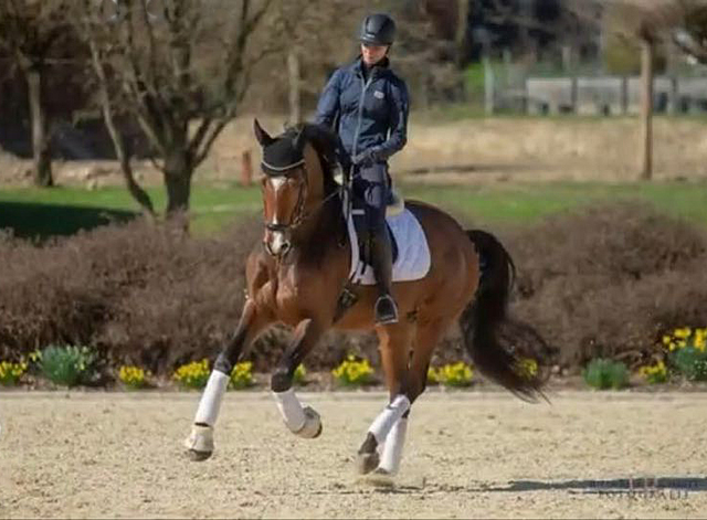 Trakehner KACYRO v. Saint Cyr u.d. Pr.,StPr. u. Elitestute Karena v. Freudenfest - Foto: Jutta Bauernschmitt - Trakehner Gestt Hmelschenburg