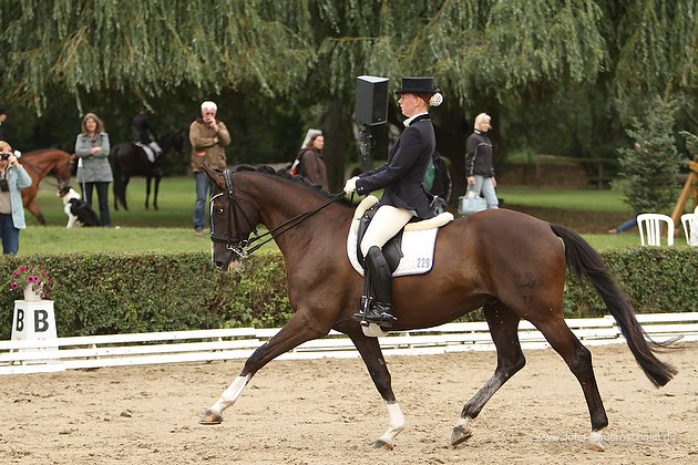 Kantaro von Exclusiv u.d. Pr.ST. Kleo's Beste v. Kostolany - Foto Jutta Bauernschmitt