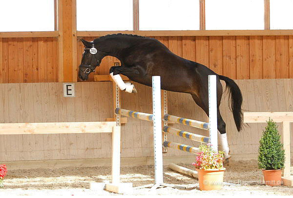 Schwalbenmrchen v. Kostolany u.d. Schwalbenfeder v. Summertime, Trakehner Gestt Hmelschenburg, Foto: Jutta Bauernschmidt