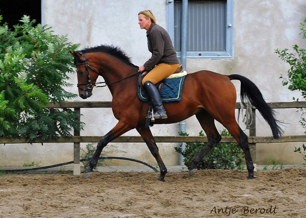 Scoubidou (3jhrig) von Summertime - Herzruf - im August 2010- Trakehner Gestt Hmelschenburg - Foto: Antje Berodt