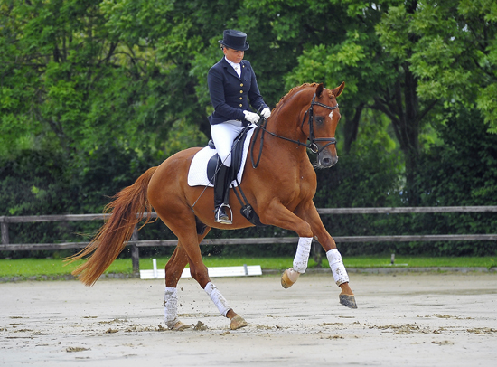 Zauberdeyk von Van Deyk - Friedensfrst - Trakehner Gestt Hmelschenburg  - copyright by Jan Reumann