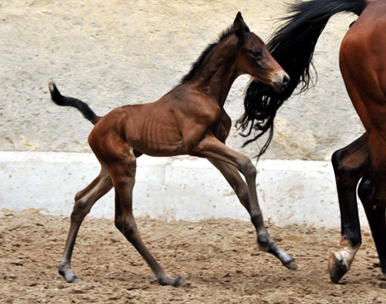 Hengstfohlen v. Shavalou u.d. Elitestute Kalmar v. Exclusiv - Trakehner Gestt Hmelschenburg - Foto: Beate Langels