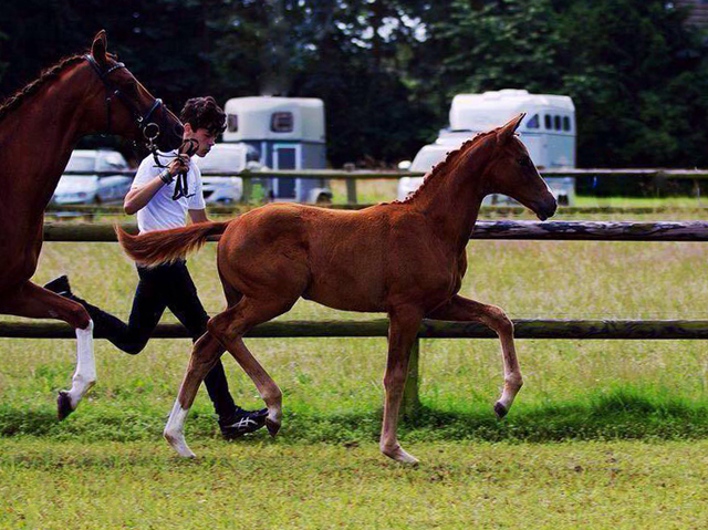 Stutfohlen von High Motion x Lowelas - Foto: Ilka Knapstein