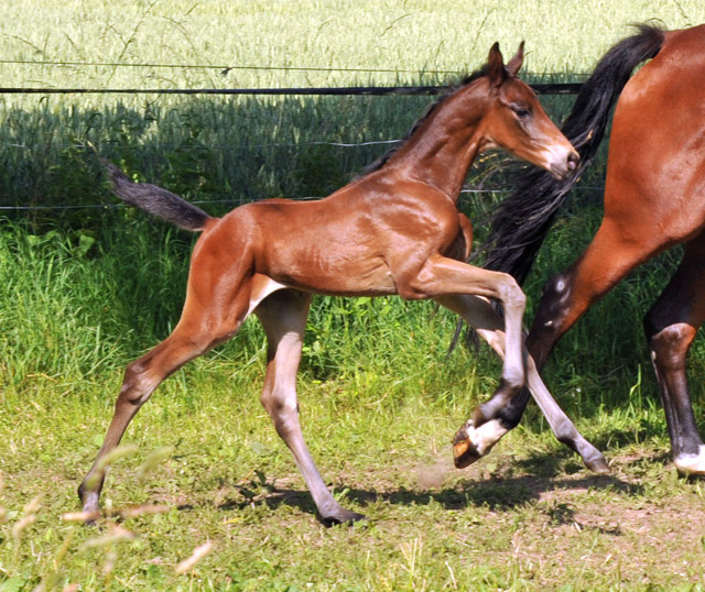 Hengstfohlen v. Shavalou u.d. Elitestute Kalmar v. Exclusiv - Trakehner Gestt Hmelschenburg - Foto: Beate Langels