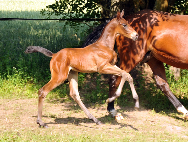 Hengstfohlen v. Shavalou u.d. Elitestute Kalmar v. Exclusiv - Trakehner Gestt Hmelschenburg - Foto: Beate Langels