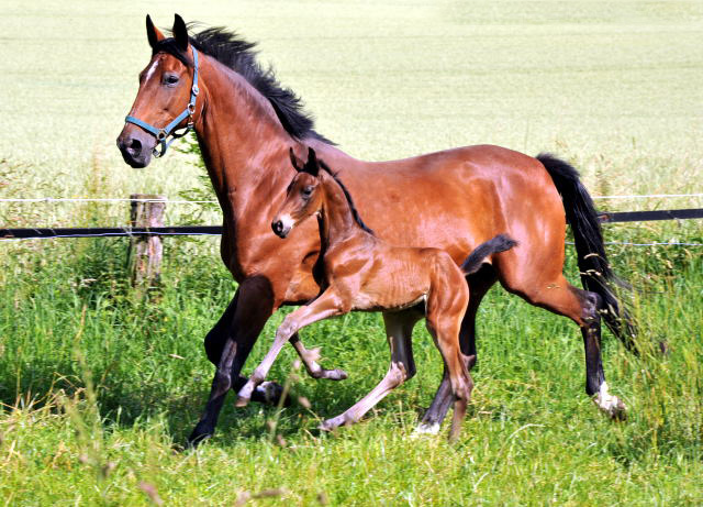 Hengstfohlen v. Shavalou u.d. Elitestute Kalmar v. Exclusiv - Trakehner Gestt Hmelschenburg - Foto: Beate Langels