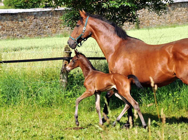 Hengstfohlen v. Shavalou u.d. Elitestute Kalmar v. Exclusiv - Trakehner Gestt Hmelschenburg - Foto: Beate Langels