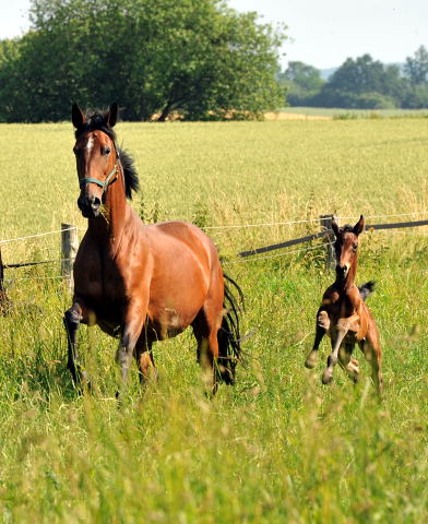 Hengstfohlen v. Shavalou u.d. Elitestute Kalmar v. Exclusiv - Trakehner Gestt Hmelschenburg - Foto: Beate Langels