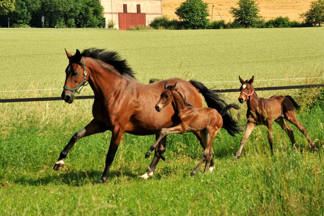 Hengstfohlen v. Shavalou u.d. Elitestute Kalmar v. Exclusiv - Trakehner Gestt Hmelschenburg - Foto: Beate Langels