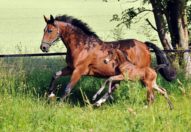 Hengstfohlen v. Shavalou u.d. Elitestute Kalmar v. Exclusiv - Trakehner Gestt Hmelschenburg - Foto: Beate Langels