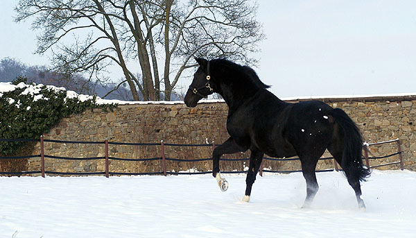 Kostolany (25-jhrig) - Foto: Beate Langels