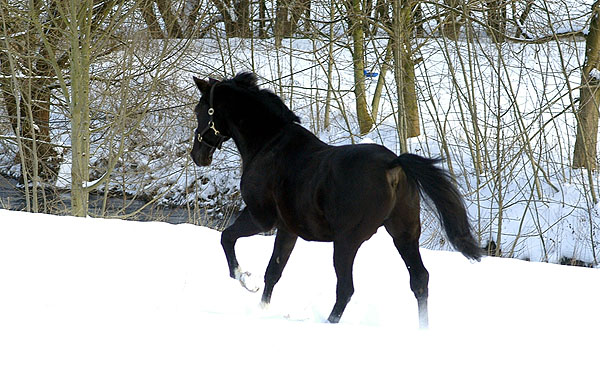 Kostolany (25-jhrig) - Foto: Beate Langels