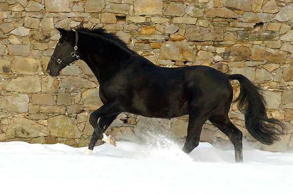 Kostolany (25-jhrig) - Foto: Beate Langels