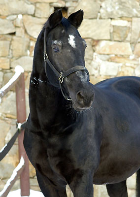 Kostolany (25-jhrig) - Foto: Beate Langels