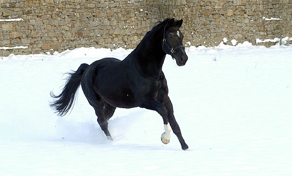 Kostolany (25-jhrig) - Foto: Beate Langels