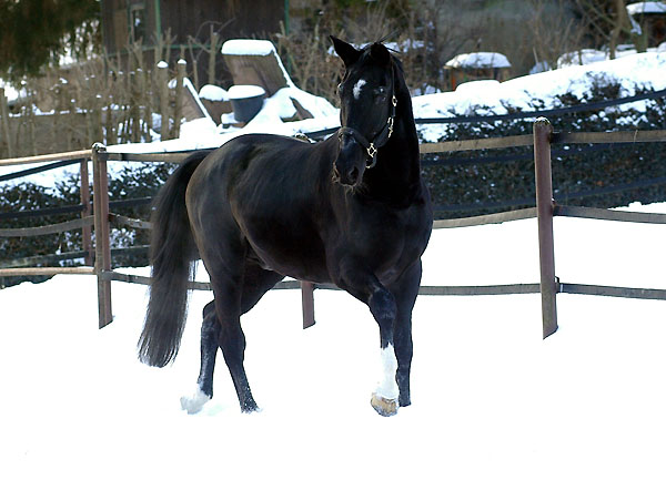 Kostolany (25-jhrig) - Foto: Beate Langels