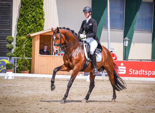 Trakehner KACYRO v. Saint Cyr u.d. Pr.,StPr. u. Elitestute Karena v. Freudenfest - Trakehner Gestt Hmelschenburg