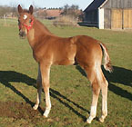 Hengstfohlen von Kostolany u.d. Bella Rosa