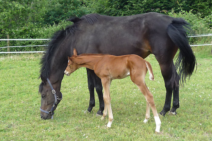Hengstfohlen von Kostolany - Summertime - Caprimond