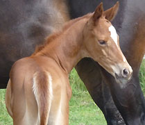 Hengstfohlen von Kostolany - Summertime