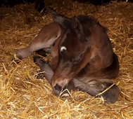 Hengstfohlen von Summertime x Latimer - Foto Kempkensteffen