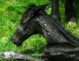 Stutfohlen von Kostolany u.d. Schwalbenspiel v. Exclusiv