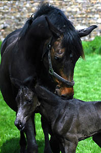 Trakehner Stutfohlen von Kostolany u.d. Pr. u. St.Pr.St. Schwalbenspiel v. Exclusiv, Trakehner Gestt Hmelschenburg