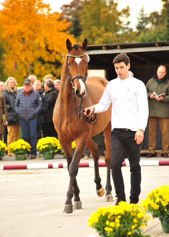 Kacyro - zweijhriger Hengst von Saint Cyr x Karena - Oktober 2016  - Foto: Beate Langels -
Trakehner Gestt Hmelschenburg