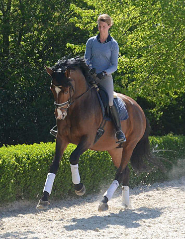 Trakehner KACYRO v. Saint Cyr u.d. Pr.,StPr. u. Elitestute Karena v. Freudenfest - Foto: Beate Langels - Trakehner Gestt Hmelschenburg