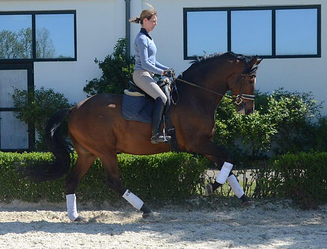 Trakehner KACYRO v. Saint Cyr u.d. Pr.,StPr. u. Elitestute Karena v. Freudenfest - Foto: Beate Langels - Trakehner Gestt Hmelschenburg