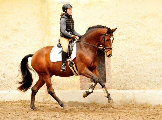  - Foto: Beate Langels - Trakehner Gestt Hmelschenburg