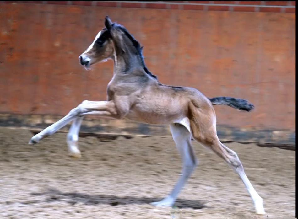 Kaiserin von Rheinglanz u.d. St.Pr.u.Pr.St. Kiss me now v. His Moment u.d. St.Pr.u.Pr.St. Katniss Everdeen v. Saint Cyr - Gest�t H�melschenburg Beate Langels