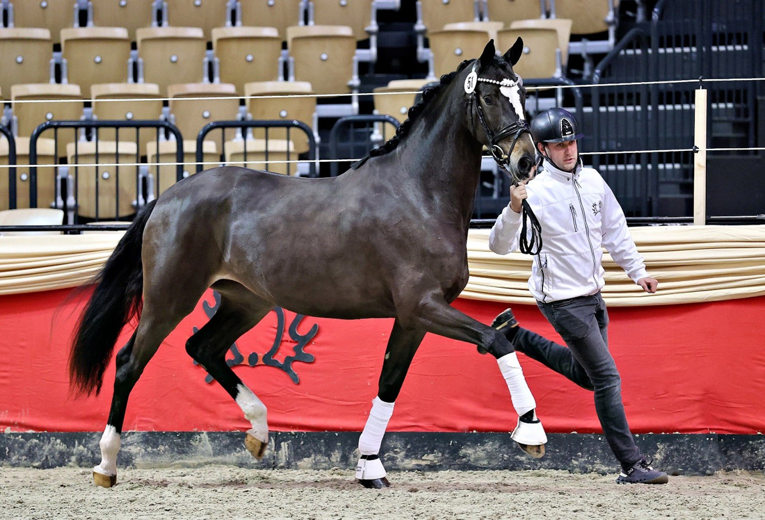 Kaiserin von Rheinglanz u.d. St.Pr.u.Pr.St. Kiss me now v. His Moment u.d. St.Pr.u.Pr.St. Katniss Everdeen v. Saint Cyr - Gest�t H�melschenburg Beate Langels