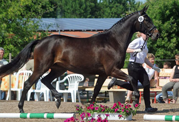 Trakehner Stute Kaiserspiel von Exclusiv, 3-jährig - Trakehner Gestt Hmelschenburg - Beate Langels