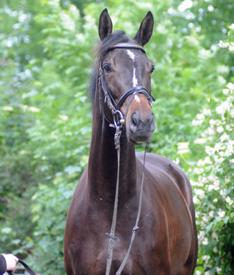Kaiserspiel von Exclusiv u.d. Kaiserzeit v. Summertime - Foto: Beate Langels - Trakehner Gest�t H�melschenburg